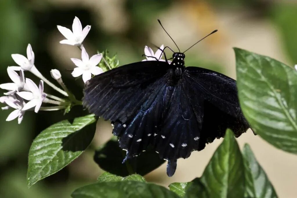 Бабочка черный глянец. Бабочка черная. Названия черных бабочек. Маленькая черная бабочка. Тайваньская бабочка с черными звездами.