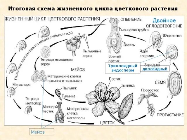 Цикл размножения покрытосеменных растений. Жизненный цикл покрытосеменных растений. Цикл развития цветковых. Жизненный цикл покрытосеменных растений схема.