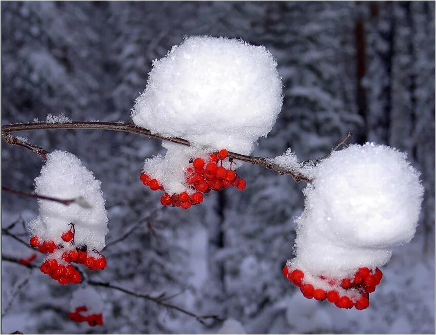 Скорость снежок. Рябина в снегу. Зимняя рябина. Снежные шапки на деревьях. Ветка рябины в снегу.