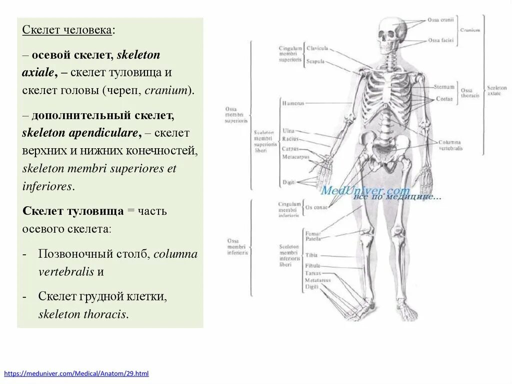 Https meduniver com medical book. Скелет туловища человека. Анатомическая терминология скелет. Оси человека анатомия. Плоскости скелета.