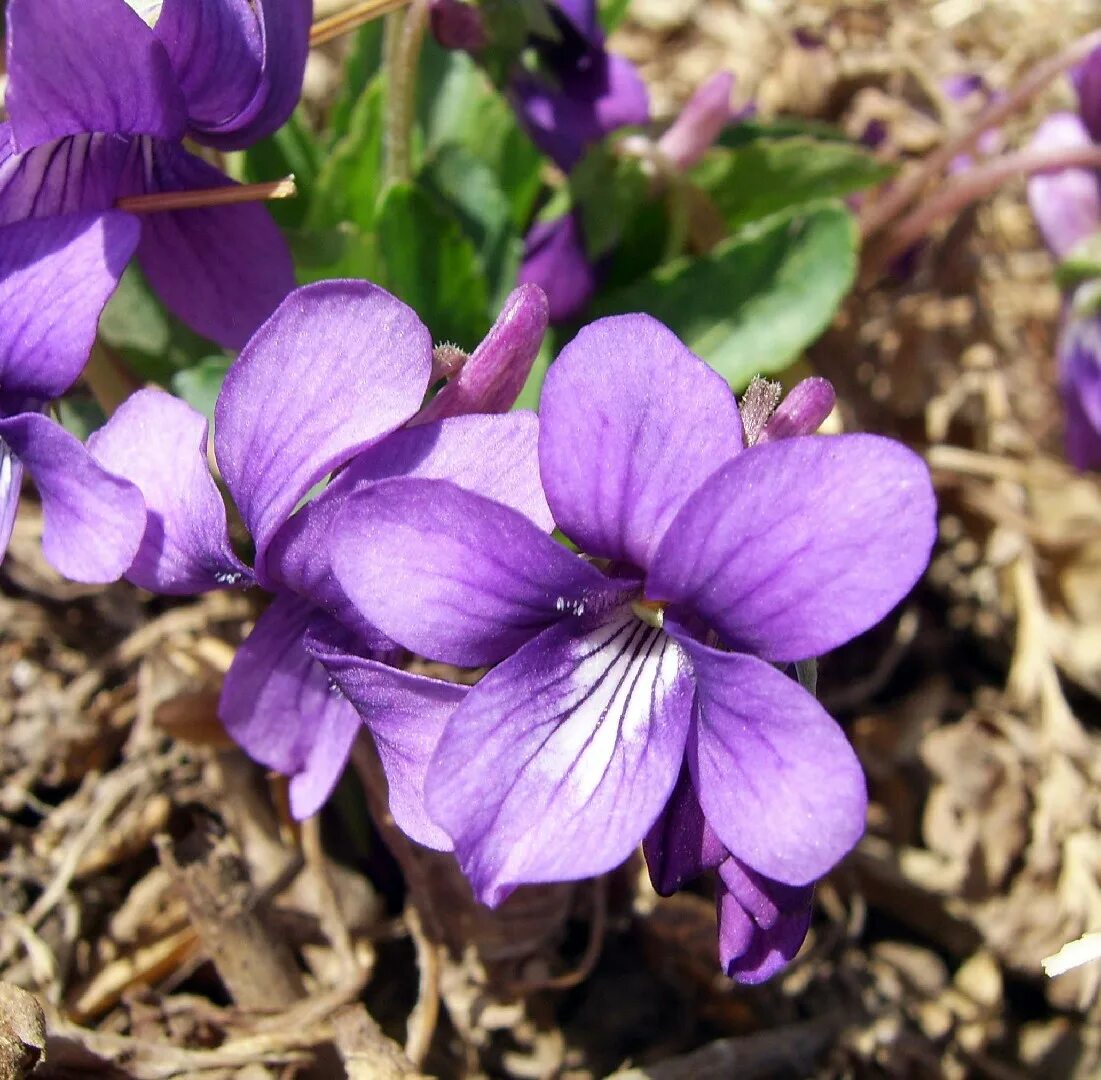 Породы фиолетовых цветов. Viola philippica. Binafsha 8x. Цветок Бинафша.