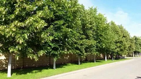 Row tree