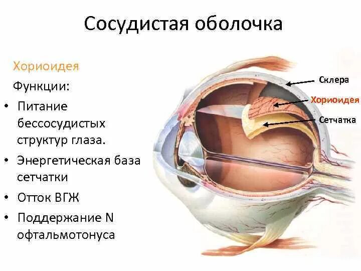 Сосудистая оболочка глазного яблока функции