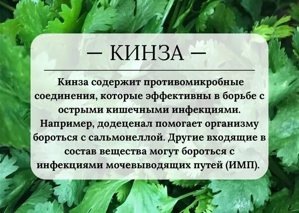 Кинза и кориандр одно и тоже или. Кинза полезные свойства. Кинза полезные свойства фото. Кориандр полезные свойства.