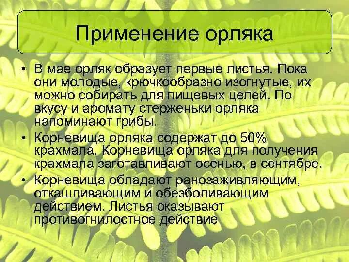 Какой тип питания характерен для орляка. Орляк обыкновенный Покрытосеменные или Голосеменные. Орляк обыкновенный Покрытосеменные или Голосеменные растения. Корневище папоротника орляка. Орляк обыкновенный Голосеменные.