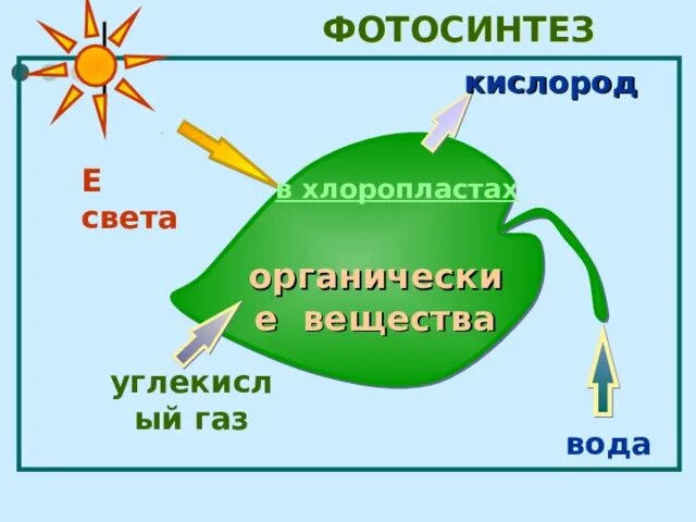 В результате фотосинтеза кислород