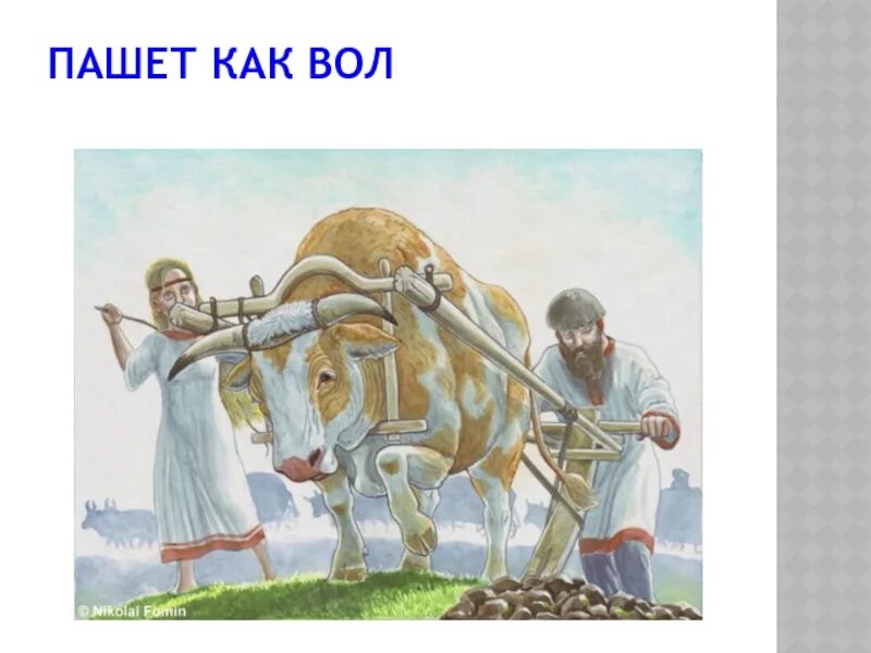 Человек человеку вол. Вол пашет землю. Славяне пашут. Бык пашет. Славяне пашут землю.