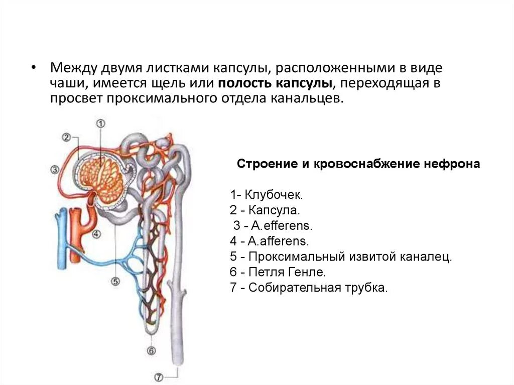 Нефрон почки гистология. Капсула нефрона. Капсула нефрона гистология. Строение капсулы нефрона схема. В чем особенность строения канальца нефрона