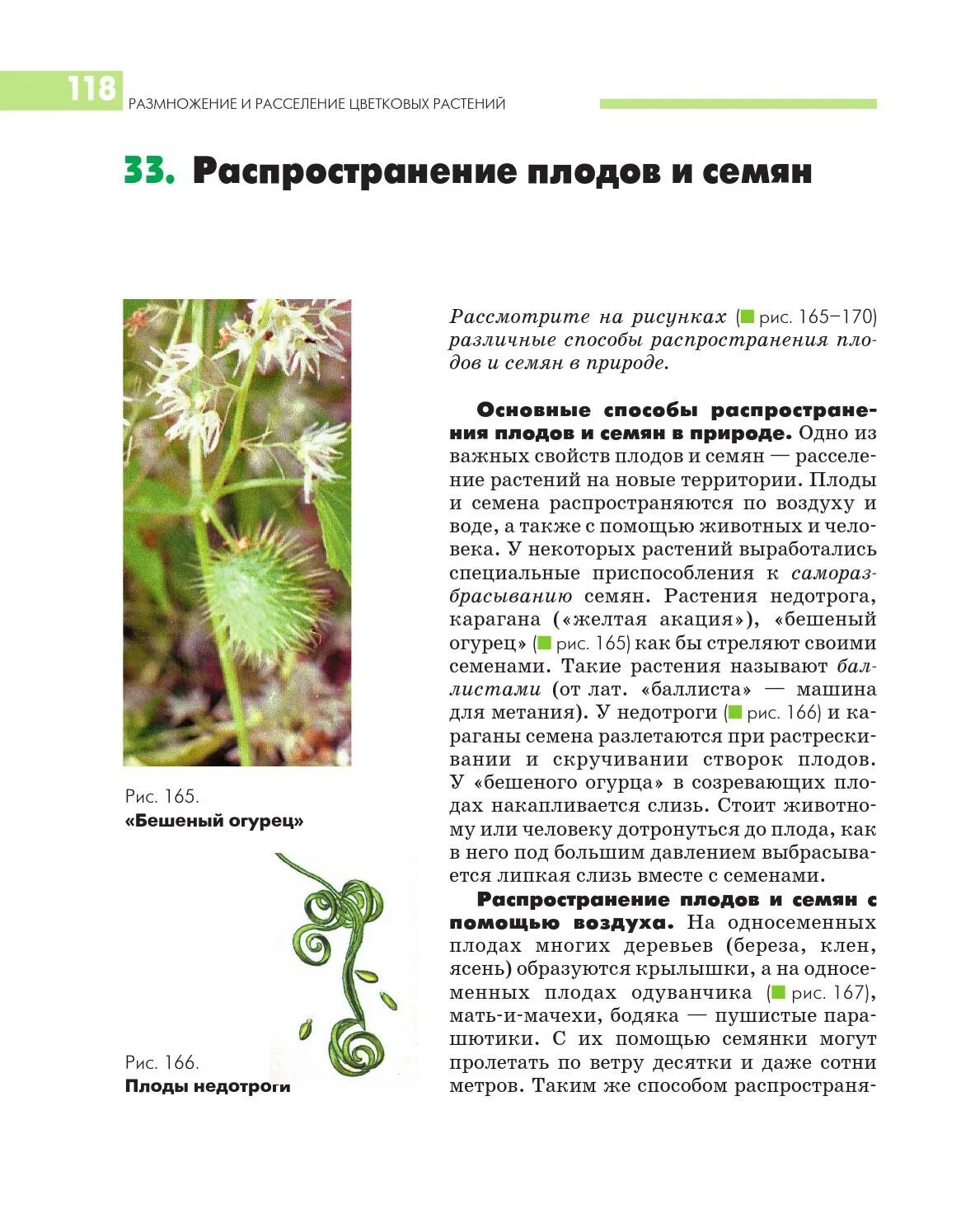 Семенами размножается растения имеющие. Желтая Акация способ распространения. Недотрога способ распространения семян. Недотрога растение плоды. Способы распространения семян и плодов недотрога.