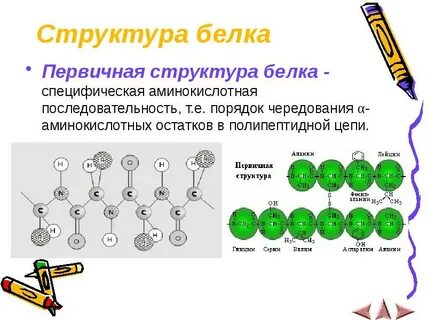 Какие связи обуславливают первичную структуру белка
