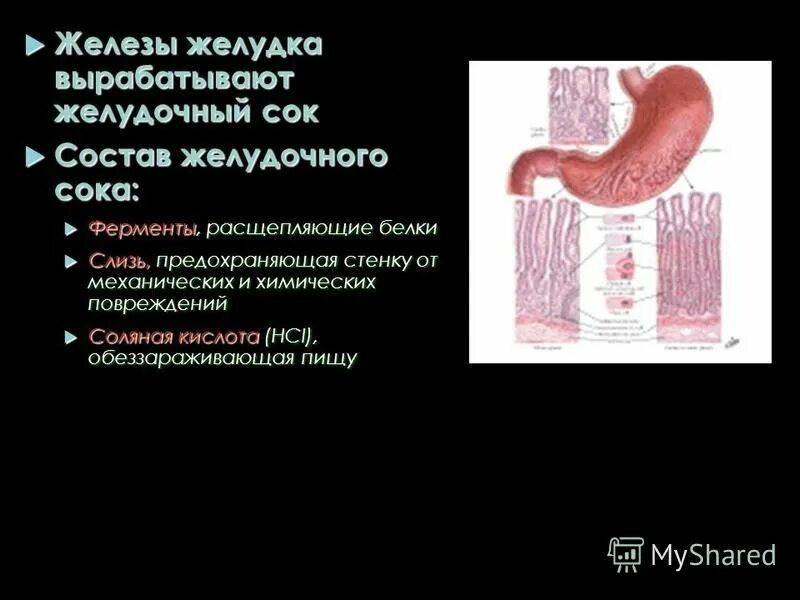 желудок и желудочный сок. клетки слизистой оболочки желудка вырабатывают. желудок рисунок. желудок и желудочный сок. пищеварительный сок желудка.