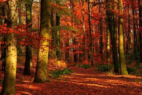 75605 скачать картинку осень, листья, красные, деревья, лес, природа, просв...