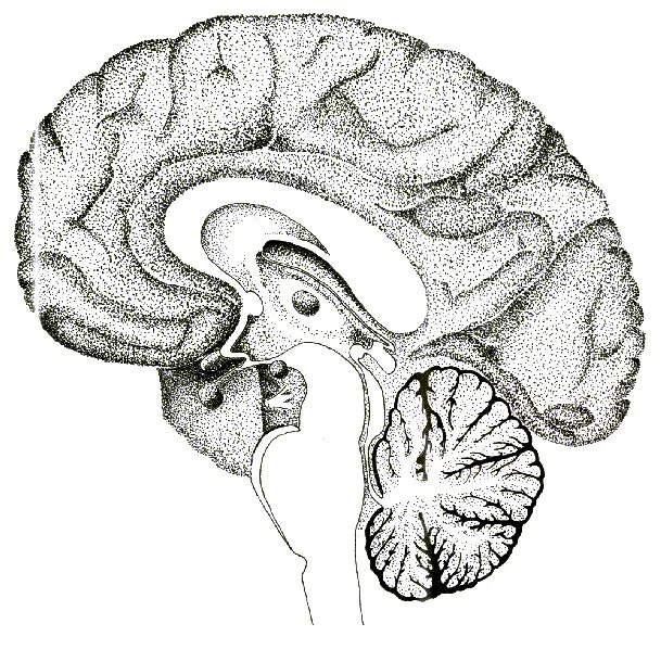 Мозг без подписей. Головной мозг. Головной мозг рисунок без подписей. Мозг в разрезе.