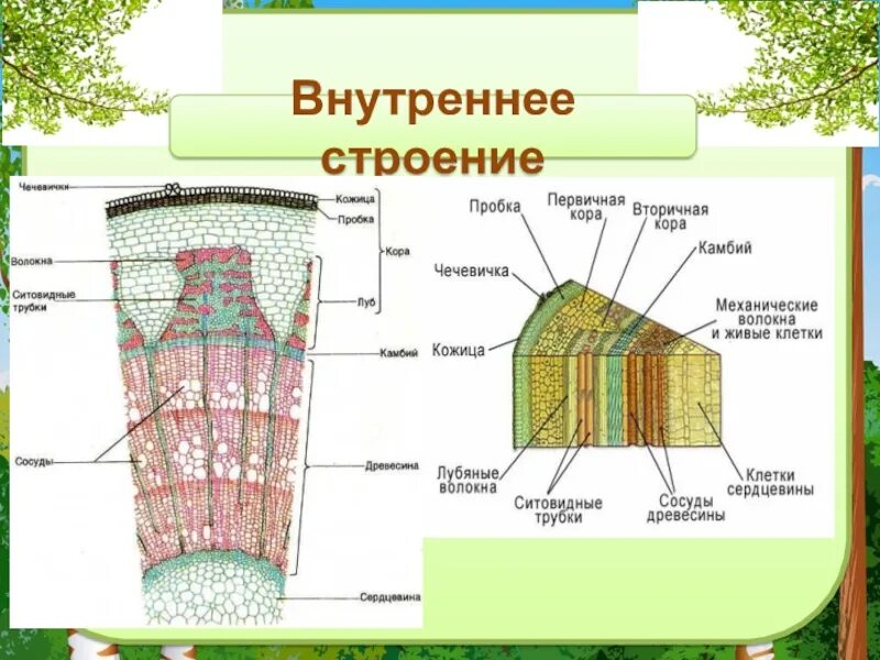 Урок строение стебля 6 класс. Внешнее и внутреннее строение стебля. внутреннее строение дерева. строение стебля снаружи. внешнее строение стебля дерева.