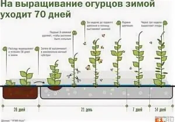 Огурцы в теплице сколько дней. Этапы развития рассады огурцов. Этапы роста рассады огурцов. Стадии выращивания огурца. Этапы посадки огурцов.