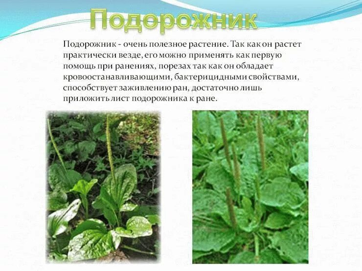 Сообщение о подорожнике. Подорожник описание растения. Сообщение о подорожнике. Рассказ о лекарственном растении. Подорожник доклад.