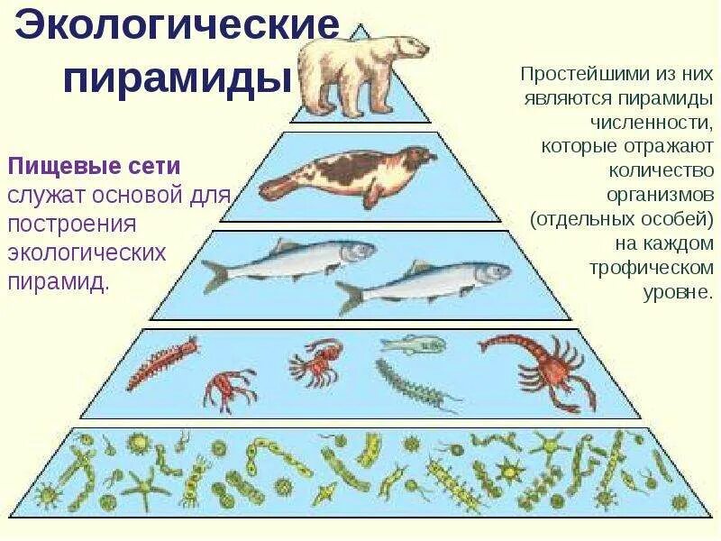 1 трофический уровень образует. Пищевые уровни, экологическая пирамида. Экосистема. Экологическая пирамида биомассы. Экологическая пирамида биогеоценоза. Трофические цепи пищевая пирамида.