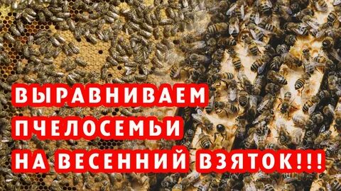 Слабые пчела