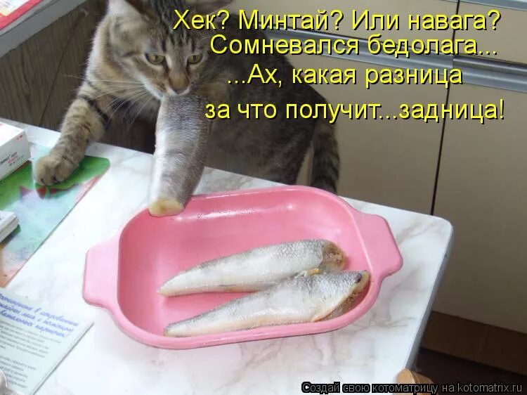 Минтай коту