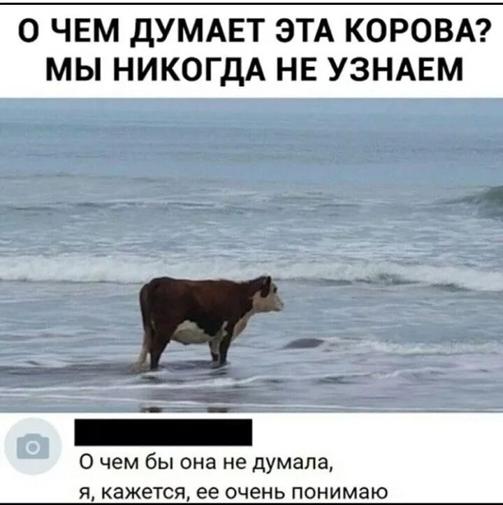Корова мем. Корова фото. Корова мем. Обнимает корову. Сказала что я корова.