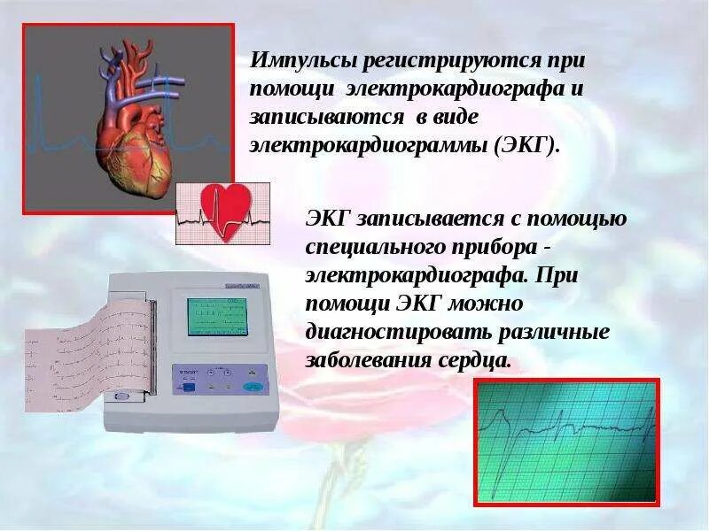 Элементы экг и электрические явления в сердце. Электрические явления в сердечной мышце. Диаграмма экг здорового человека. Экг анатомия кратко. Элементы экг и электрические явления в сердце.