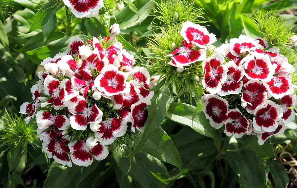 Гвоздика бородатая - Dianthus barbatus. Гвоздика турецкая Хайматланд. Гвоздика турецкая двулетник. Цветы турецкой гвоздики