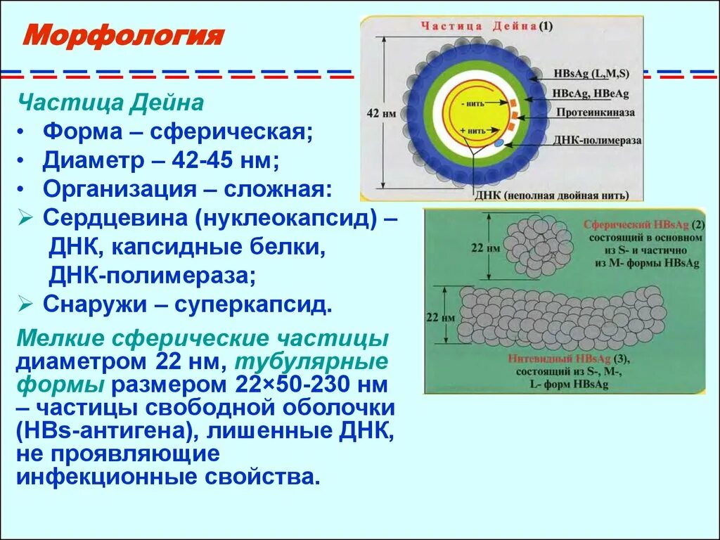 Virus капсидный белок. Частица Дейна вируса гепатита. Энтеровирусы возбудители. Зоны первичного размножения энтеровирусов:. Вирус гепатита а суперкапсид.