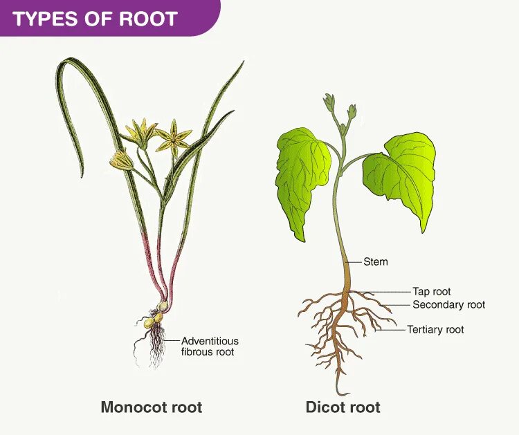 Types of roots. Root System Types. Rot r. Root Stem рисунок.