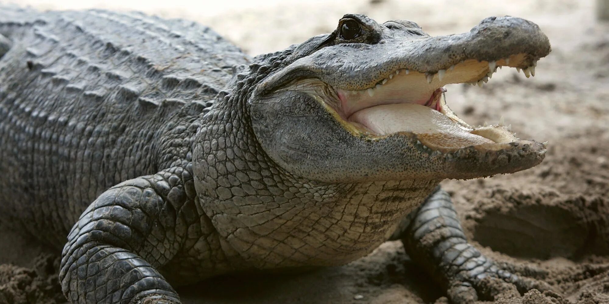 Кто такой аллигатор. Massive Alligator. Аллигатор фото. Китайский Аллигатор фото. Аллигатор крупным планом.