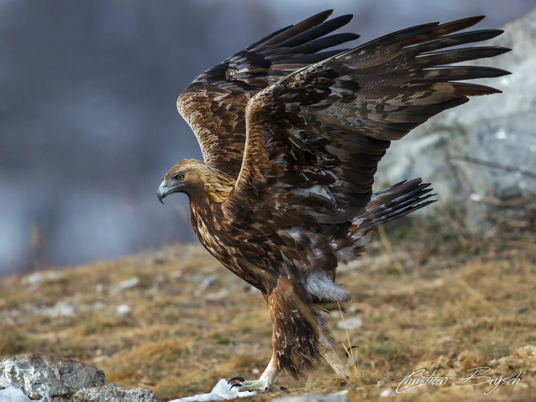 Беркут Aquila chrysaetos. Беркут и Орлан белохвост. Беркут Aquila chrysaetos (Linnaeus, 1758). Дальневосточный Беркут. Российские орлы птицы