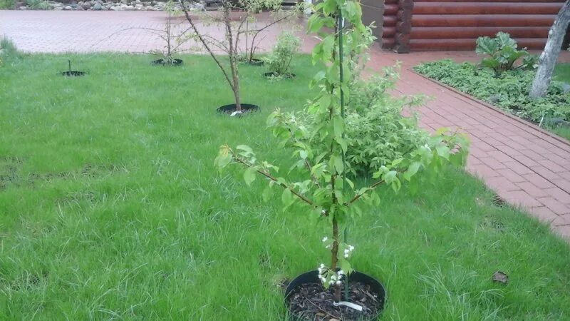 Черешня Тютчевка дерево. Саженцы черешня Тютчевка. Сорт черешни Тютчевка. Тютчевка опылитель. Черешня тютчевка описание отзывы морозостойкость опылители