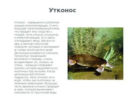 К какой группе относится утконос 2 класс