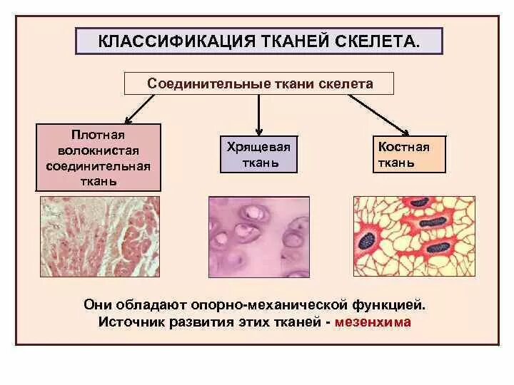 Скелетная хрящевая ткань местоположение