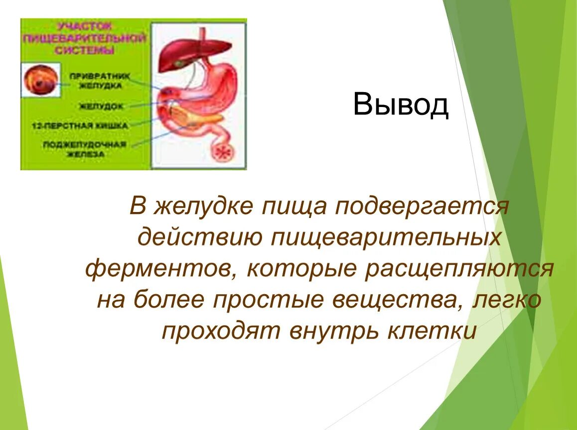 Ферменты зачем. Вывод пищеварение в желудке. Ферменты роль ферментов в пищеварении. Пищеварение в желудке ферменты. Сообщение пищеварение в желудке.