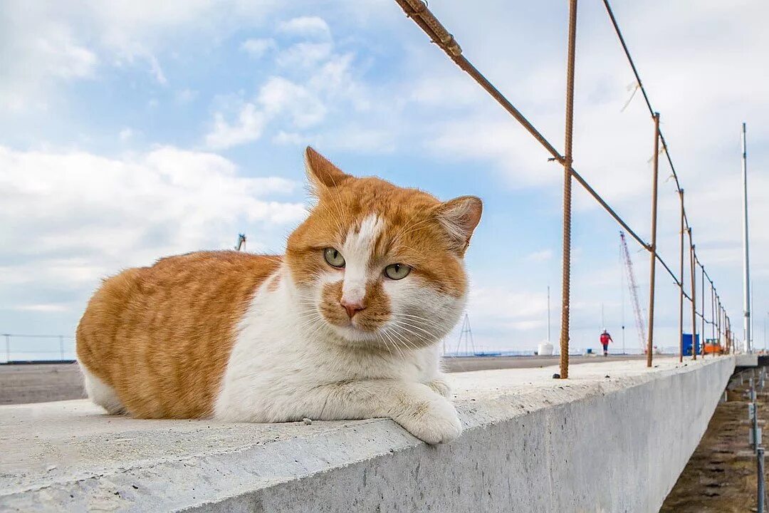 Талисман крымского моста. Кот мостик Крымский мост. Рыжий кот Крымского моста. Рыжий кот мостик Крым. Символ Крымского моста кот мостик.