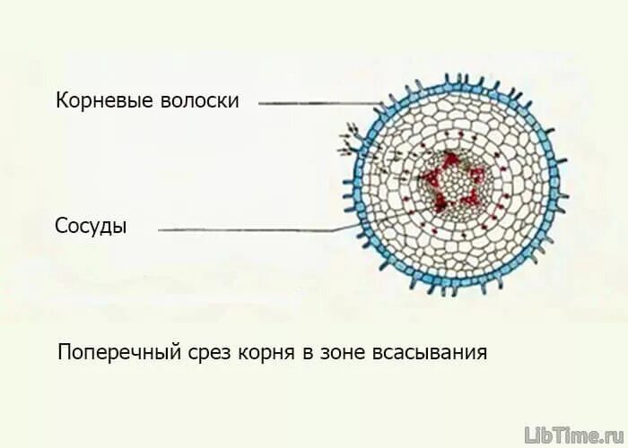 Вода необходима клеткам корня