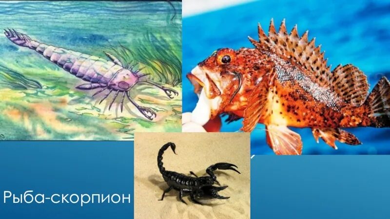 Рыба Скорпион. Морской Скорпион. Тип питания морского скорпиона. Презентация Сухопутные рыбы.