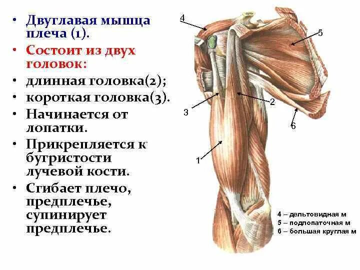 Длинная головка двуглавой мышцы плеча анатомия. Крепление двуглавой мышцы плеча. Функция двуглавой мышцы плеча бицепса. Бицепс плеча анатомия мышцы.