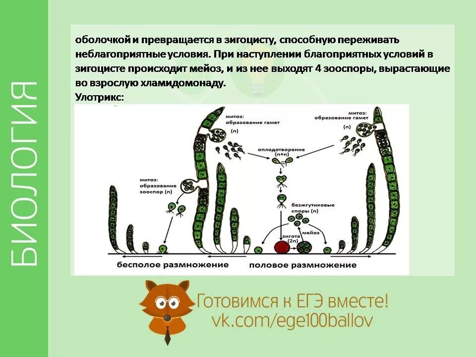 Улотрикс размножается бесполым путем. Размножение водоросли улотрикса. цикл развития водоросли улотрикс. бесполое размножение улотрикса схема. схема размножения улотрикса.