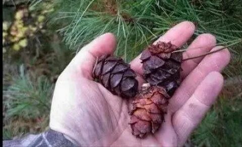 Шишка ростов