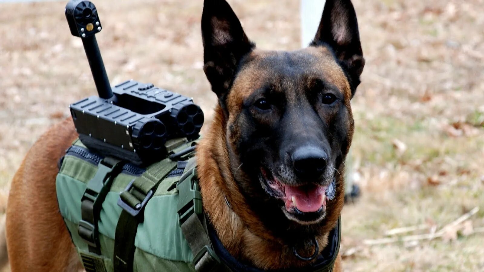 Спец животные. Малинуа k9. Спец животные. Малинуа navy seals. Малинуа бельгийская овчарка полицейские.