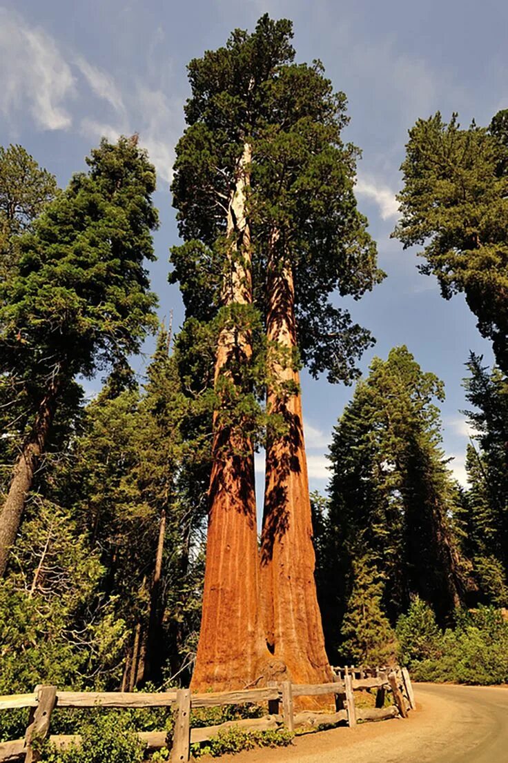 Где растет секвойя на каком. Национальный парк Секвойя Калифорния. Секвойя парк США. Гигантская Калифорнийская Секвойя. Секвойя дерево Калифорния.