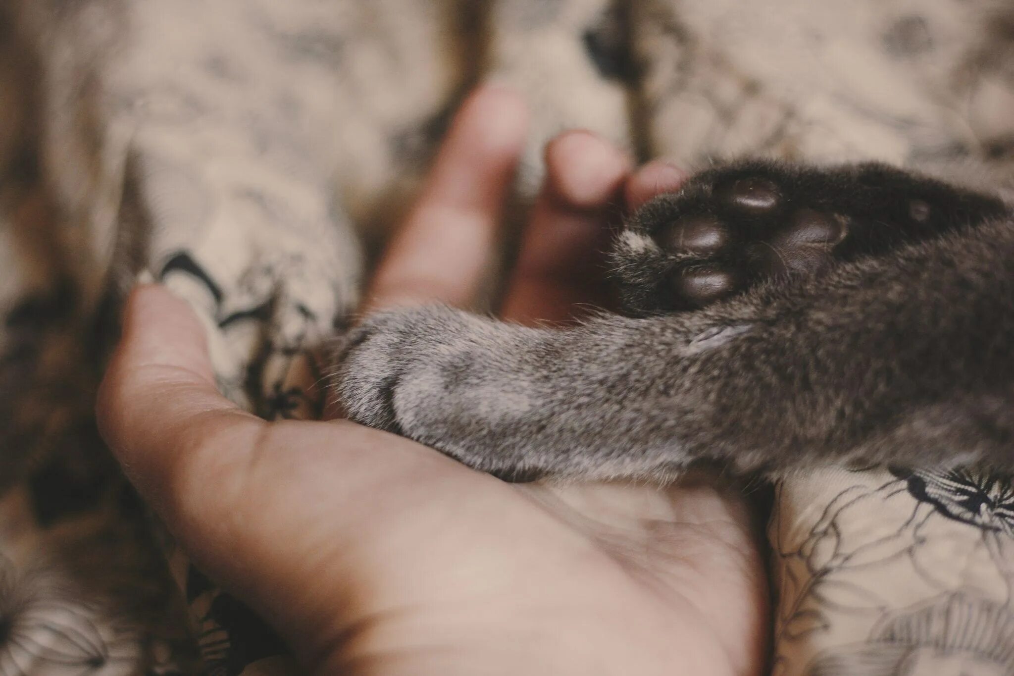 Кошачьи лапы пощупать. Кот с кулаком. Дотронуться лапкой. Трогает лапкой. Кошачья лапка тянется.