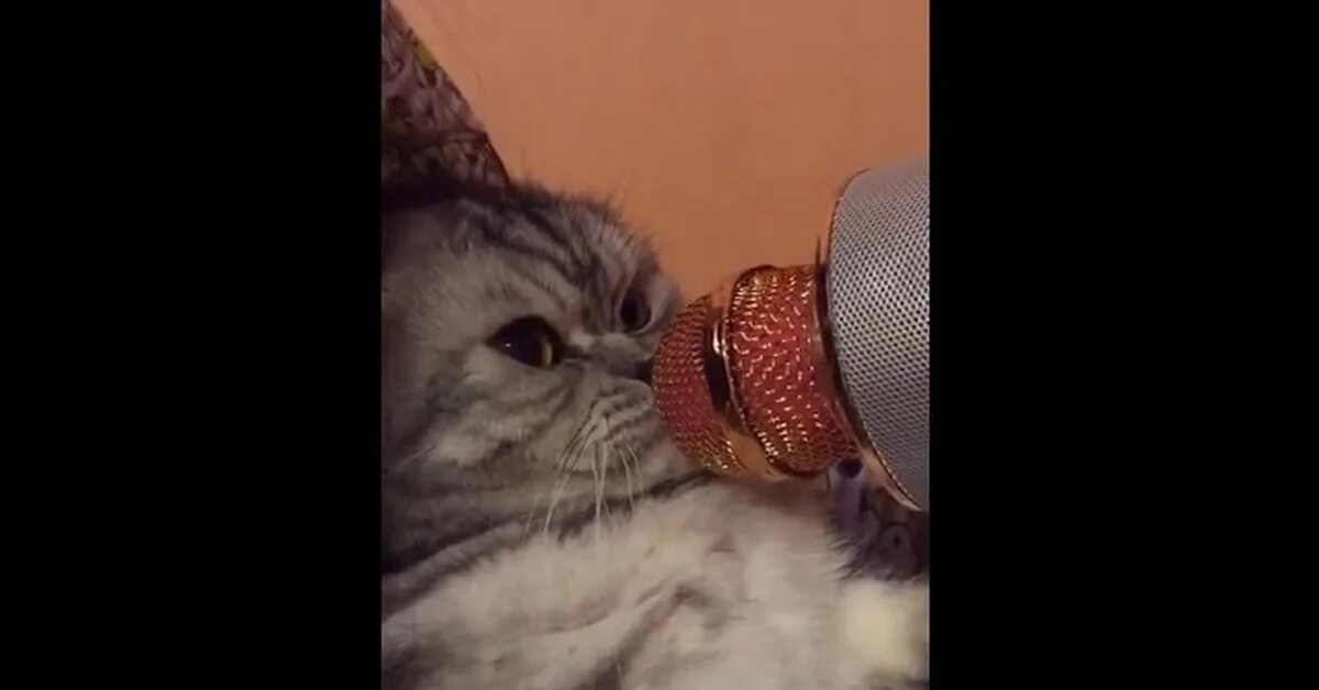 Кот поет в микрофон. Кот с микрофоном. Кот поет. Кошка с микрофоном.