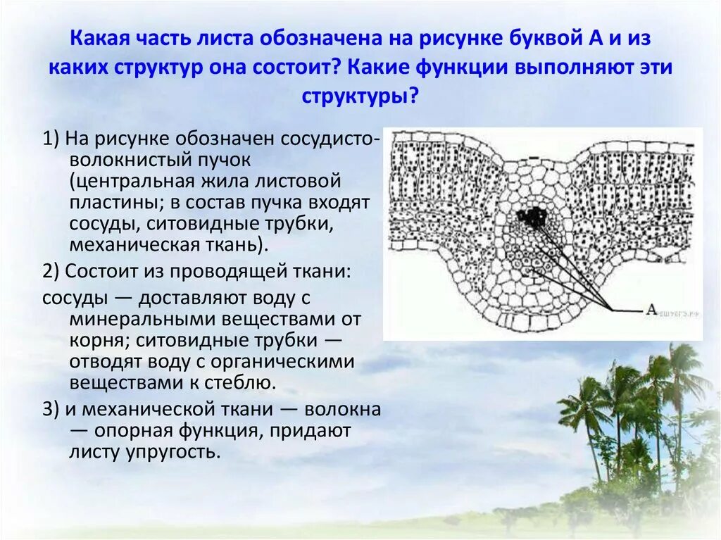 Какая часть листа обозначена на рисунке. Какая часть листа обозначена на рисунке буквой а. Какие структуры листа обозначены на рисунке. Какие части у листа.