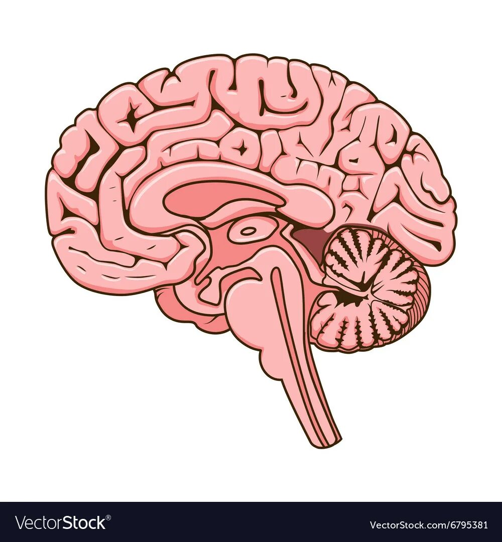 Рисунок мозга биология 8 класс. Головной мозг в разрезе. Мозг человека d разрезе. Мозг в разрезе рисунок.