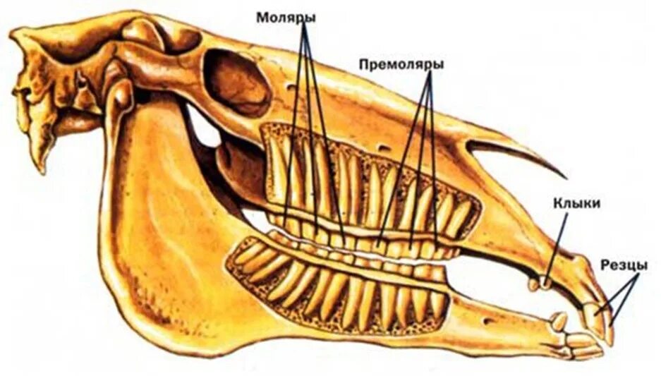 Особенности зубной системы парнокопытных. Зубы клыки резцы коренные животных. Строение челюсти лошади. Строение зубов лошади челюсть. Челюсть лошади с зубами строение.
