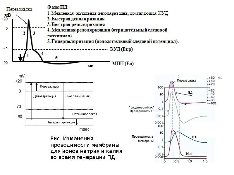 Потенциал действия физиология это. Гиперполяризация мембраны график. Потенциал действия физиология. Амплитуда потенциала действия график. Амплитуда потенциала действия формула.