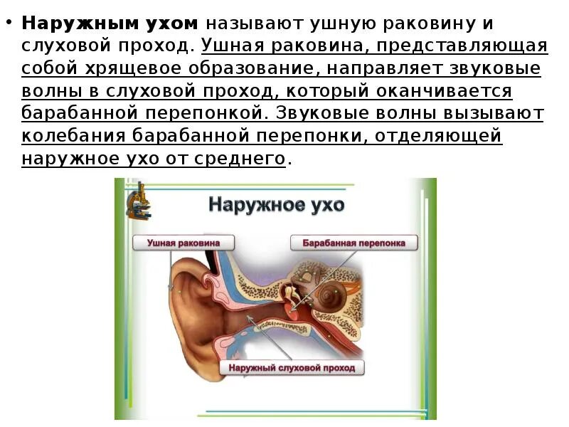 Слуховой проход функции. Функция наружного слухового прохода у человека. Наружный слуховой проход функции. Строение и функция наружного слухового прохода. В среднем ухе расположены 3