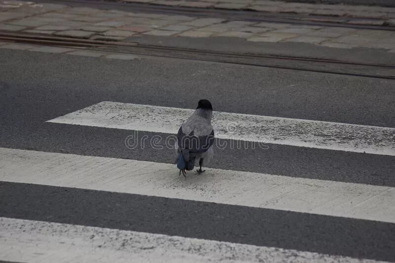 Ворона на пешеходном переходе. Ворона идет по пешеходу. Ворона сидит на заборе. Пешеходы французские птицы видео. Воронов шел по улице